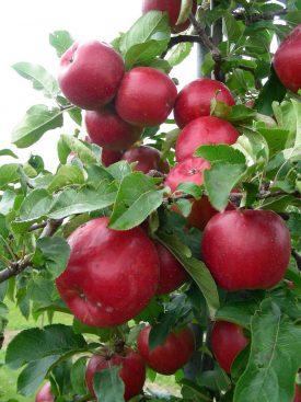 Obstgehoelze_ODA0MjcwNg-900x1200