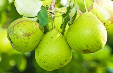obstgehoelze