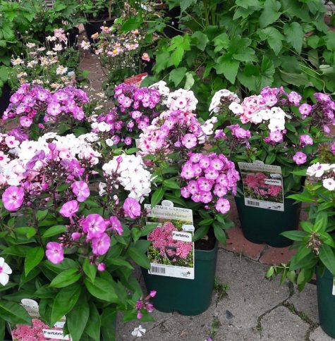farbenfrohe-Phlox-gaertnerei-qualitaet-grosse-staudenabteilung-hannover-glende