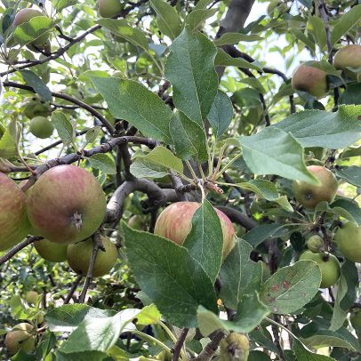 Glende-Obst-2-webRGB