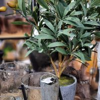 Glende-Deko-Markt-25-Foto-113348-web1