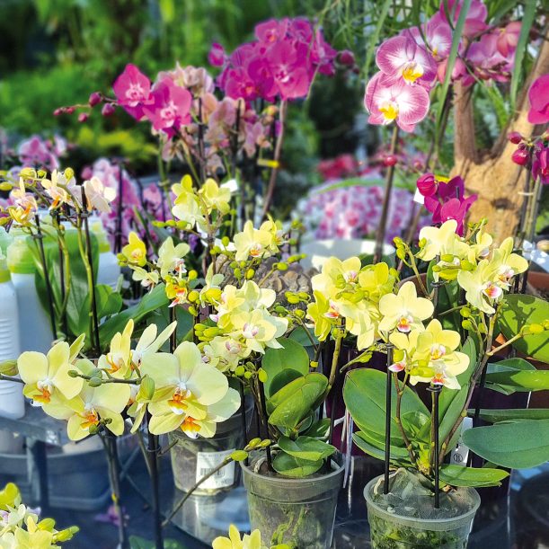 Glende-Deko-Markt-25-Foto-115826-web1