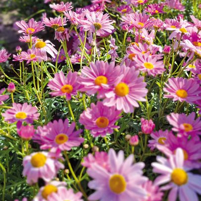 Glende-Sommer-Blumen-1000062412-beaFF1-RGBweb