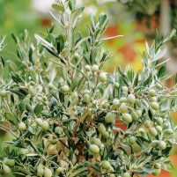Potted Olive Tree with Green Olives in a Garden Setting Surround