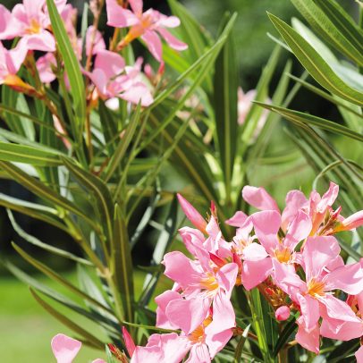 Oleander