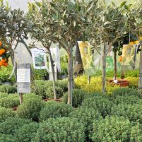 24754Glende-Kräuter-und-mediterrane-Pflanzen