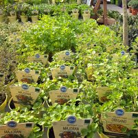 25056Glende-Kräuter-und-mediterrane-Pflanzen