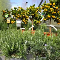 25058Glende-Kräuter-und-mediterrane-Pflanzen