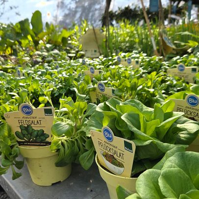 25059Glende-Kräuter-und-mediterrane-Pflanzen