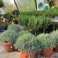 25060-Glende-Kräuter-und-mediterrane-Pflanzen