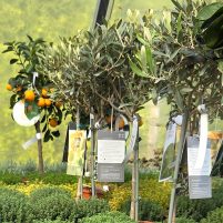 25061Glende-Kräuter-und-mediterrane-Pflanzen