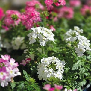 Glende-46160-Sommerblumen1-26-webSM