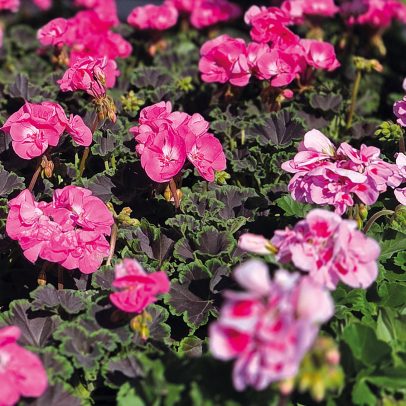 Glende-46161-Sommerblumen1-26-webSM