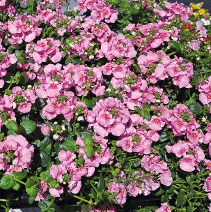 Glende-46166-Sommerblumen-26-webSM