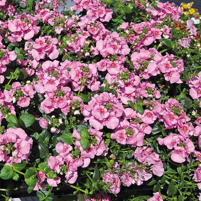 Glende-46166-Sommerblumen-26-webSM
