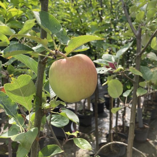 Leckere Äpfel direkt vom Obstbaum