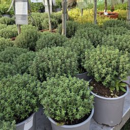 Nutzenpflanzen für den eignen Garten