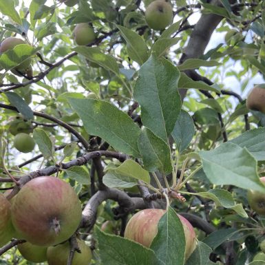 Reiche Ernte im eigenen Garten