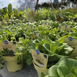 Verschiedene Salatpflanzen im Pflanzenparadies