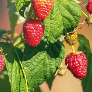 A bunch of red raspberries hanging from a tree