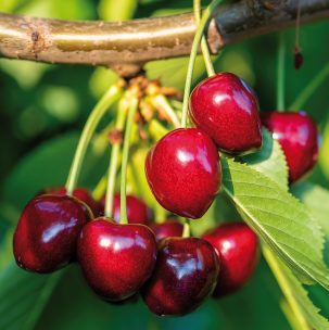 Saftige, frische Kirschen im eigenen Garten vor der Ernte