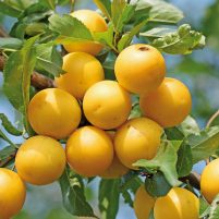 Gelbe Wildpflaumen, Wilde Mirabelle, Prunus cerasiferalbe