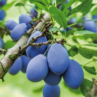 Plum tree with lots of fruit close-up branches in orchard